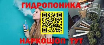 шишки Будённовск